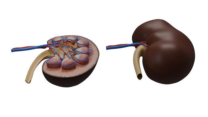 Kidney Anatomy 3D model