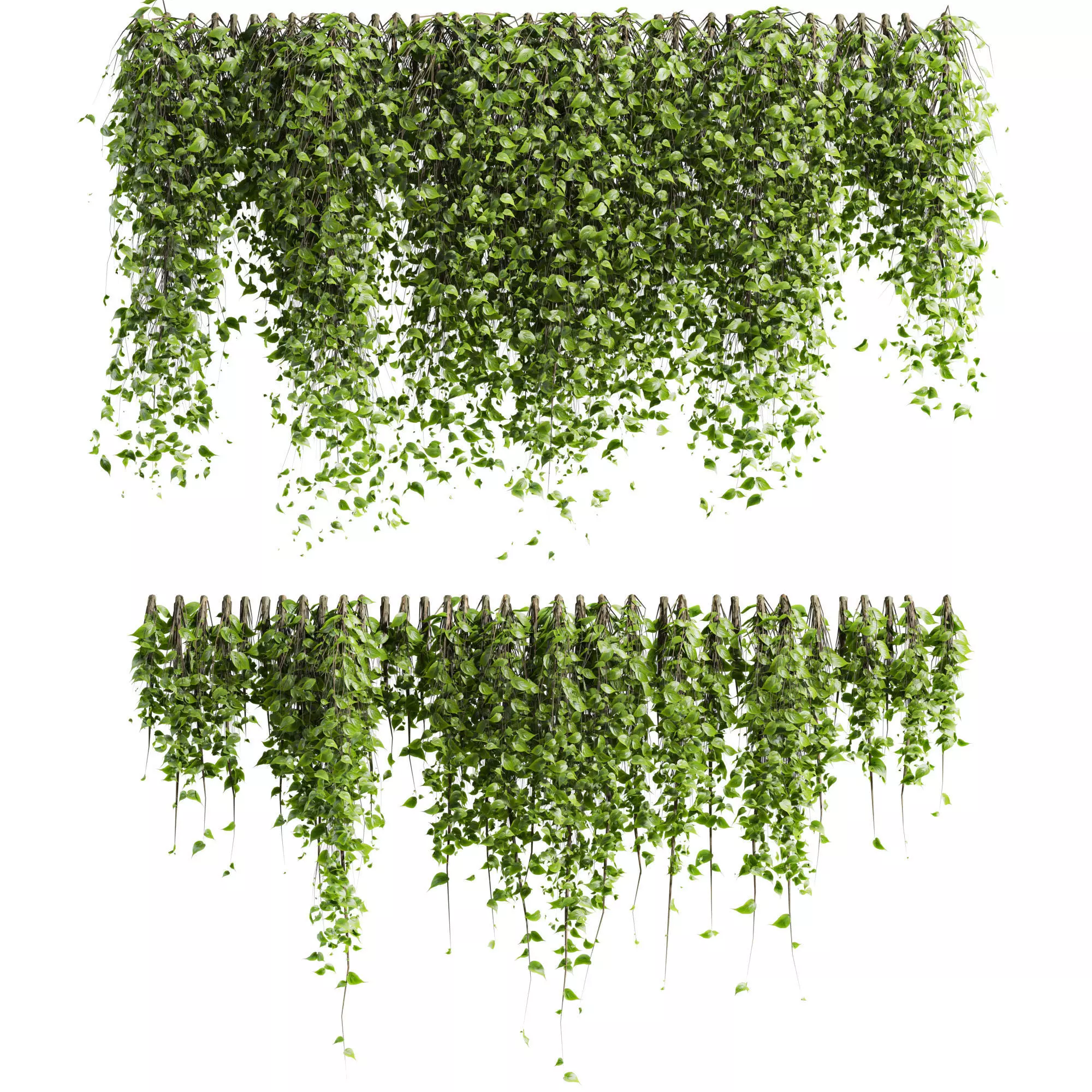 outdoor ivy wall plants 3D model