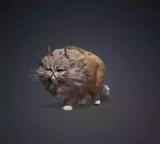 Kneazle cat Animation