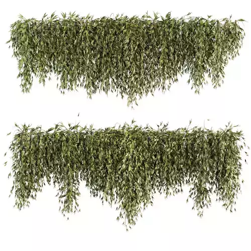 outdoor ivy wall plants