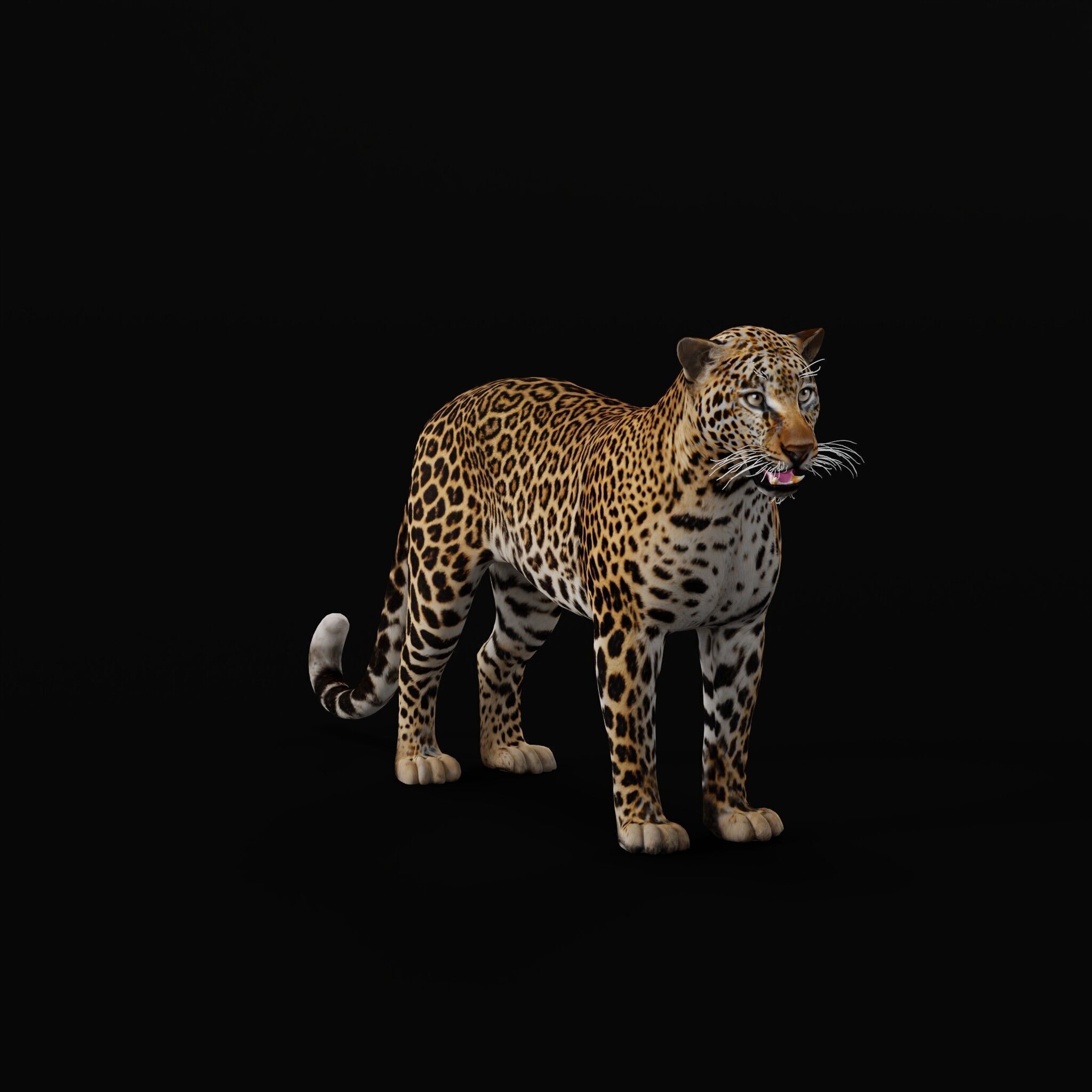 African  Leopard Low-poly 3D model_47