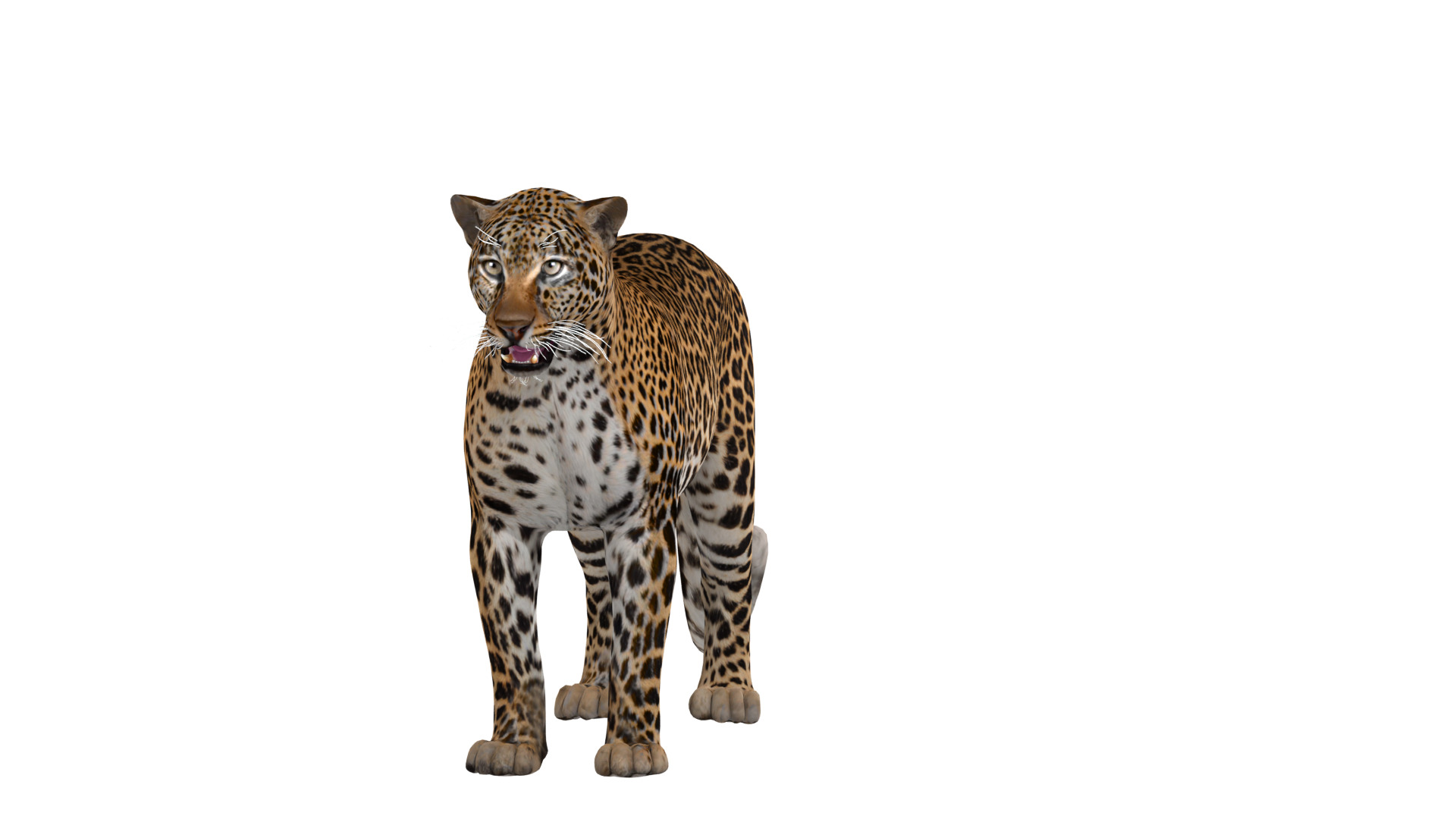 African  Leopard Low-poly 3D model_38