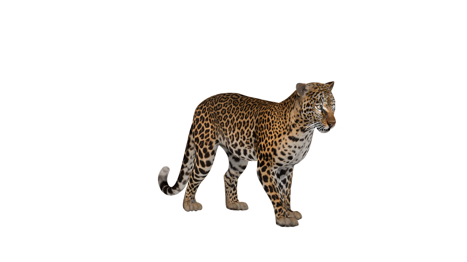 African  Leopard Low-poly 3D model_27