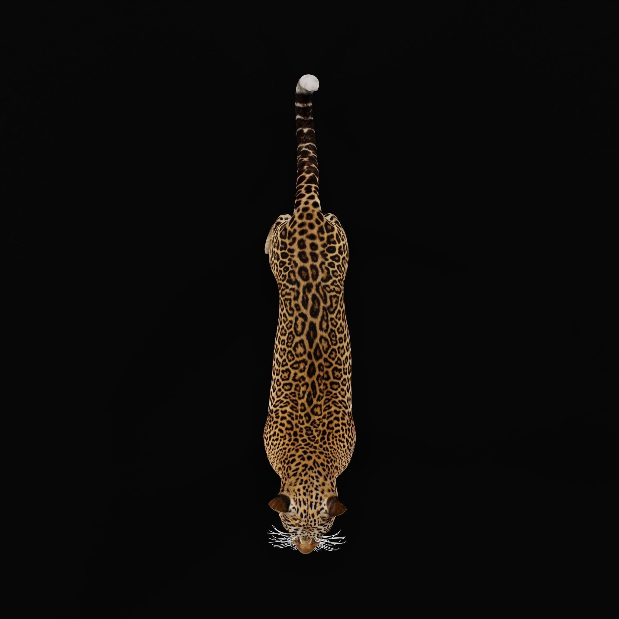 African  Leopard Low-poly 3D model_45