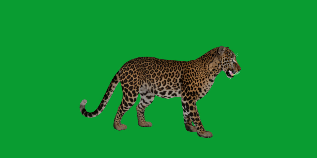 African  Leopard Low-poly 3D model_30