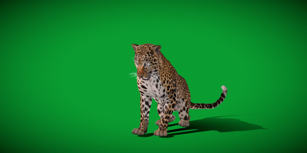 African  Leopard Low-poly 3D model_29
