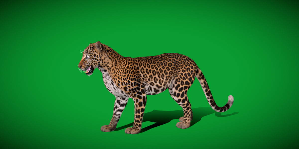 African  Leopard Low-poly 3D model_12