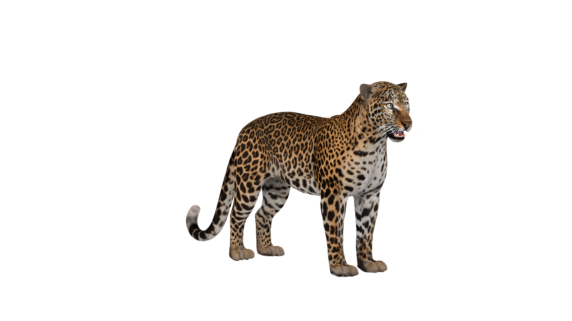African  Leopard Low-poly 3D model_11