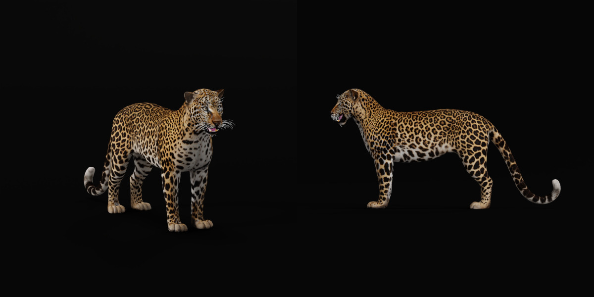 African  Leopard Low-poly 3D model_22