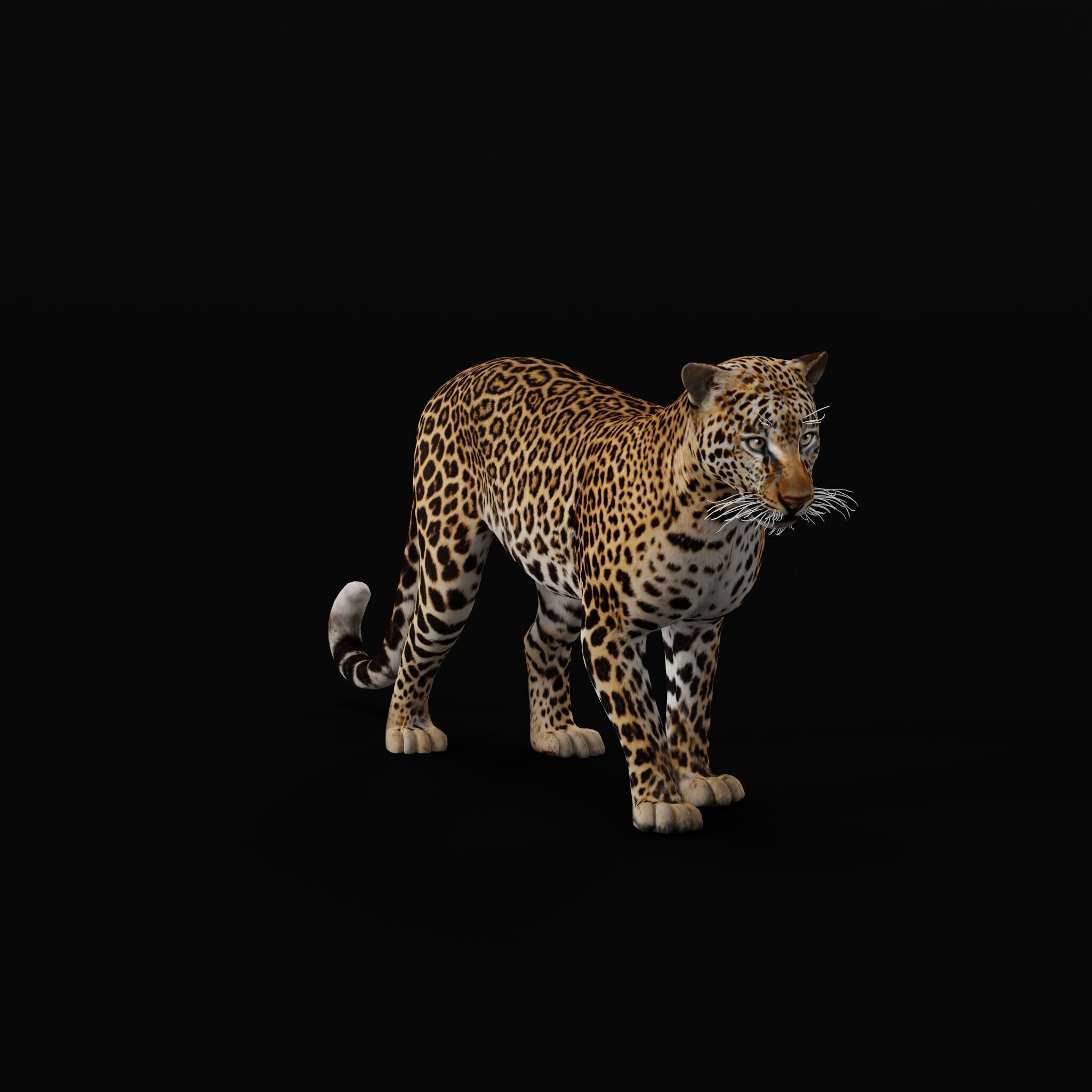 African  Leopard Low-poly 3D model_41