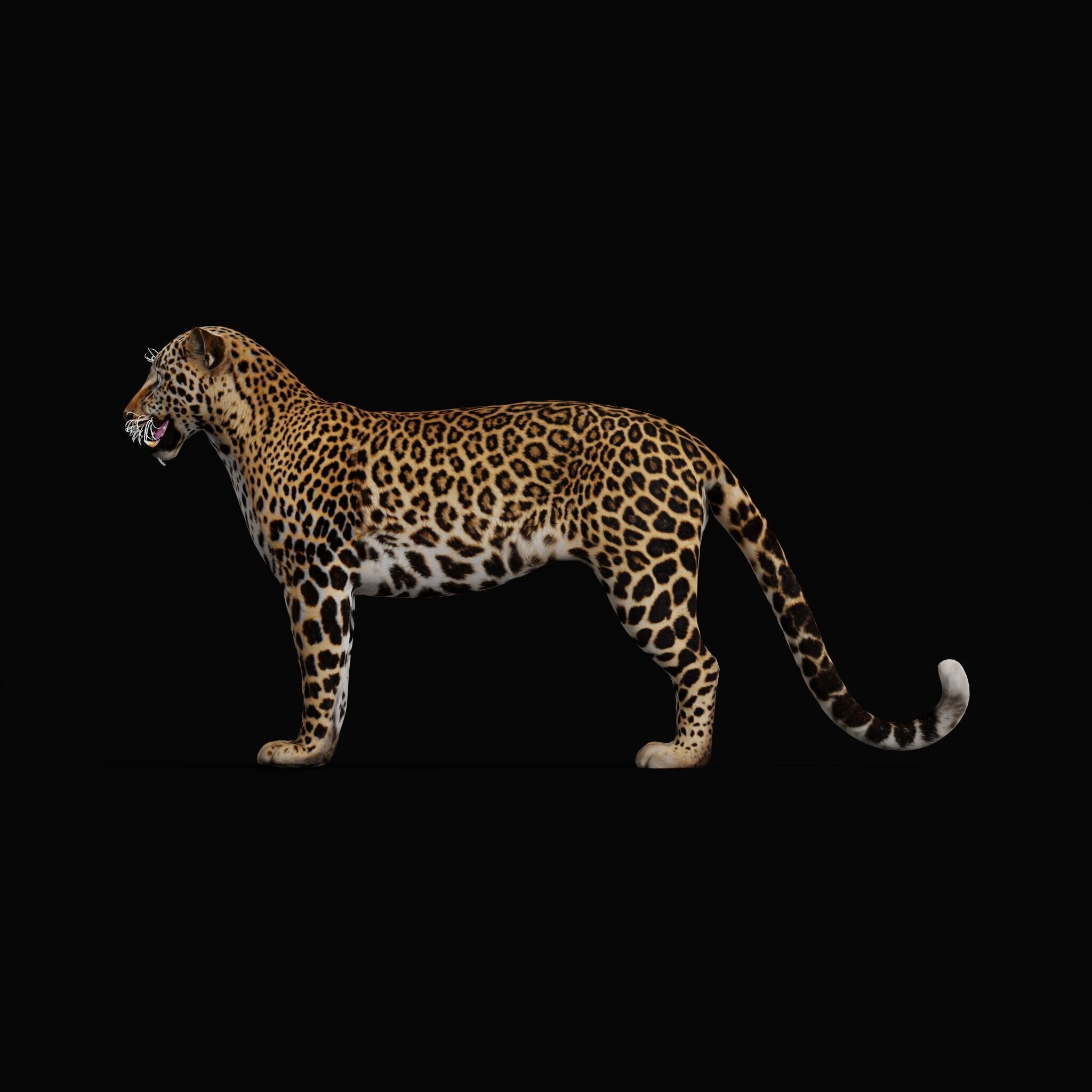 African  Leopard Low-poly 3D model_44