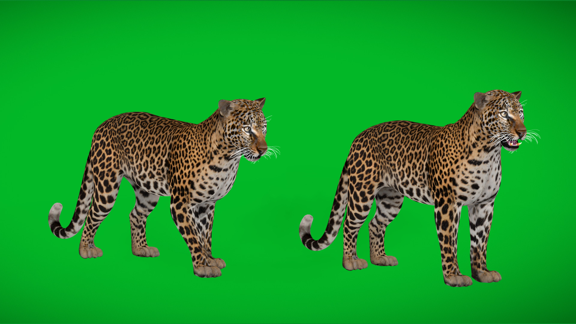 African  Leopard Low-poly 3D model_54