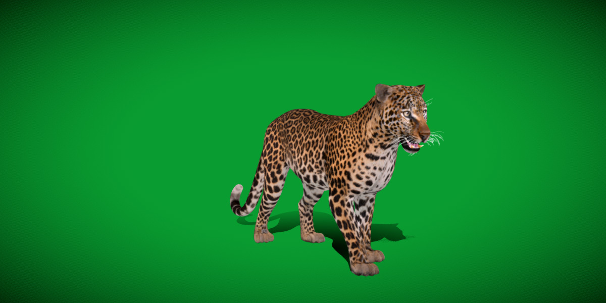 African  Leopard Low-poly 3D model_35