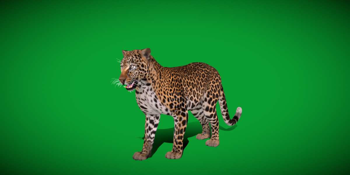 African  Leopard Low-poly 3D model_37