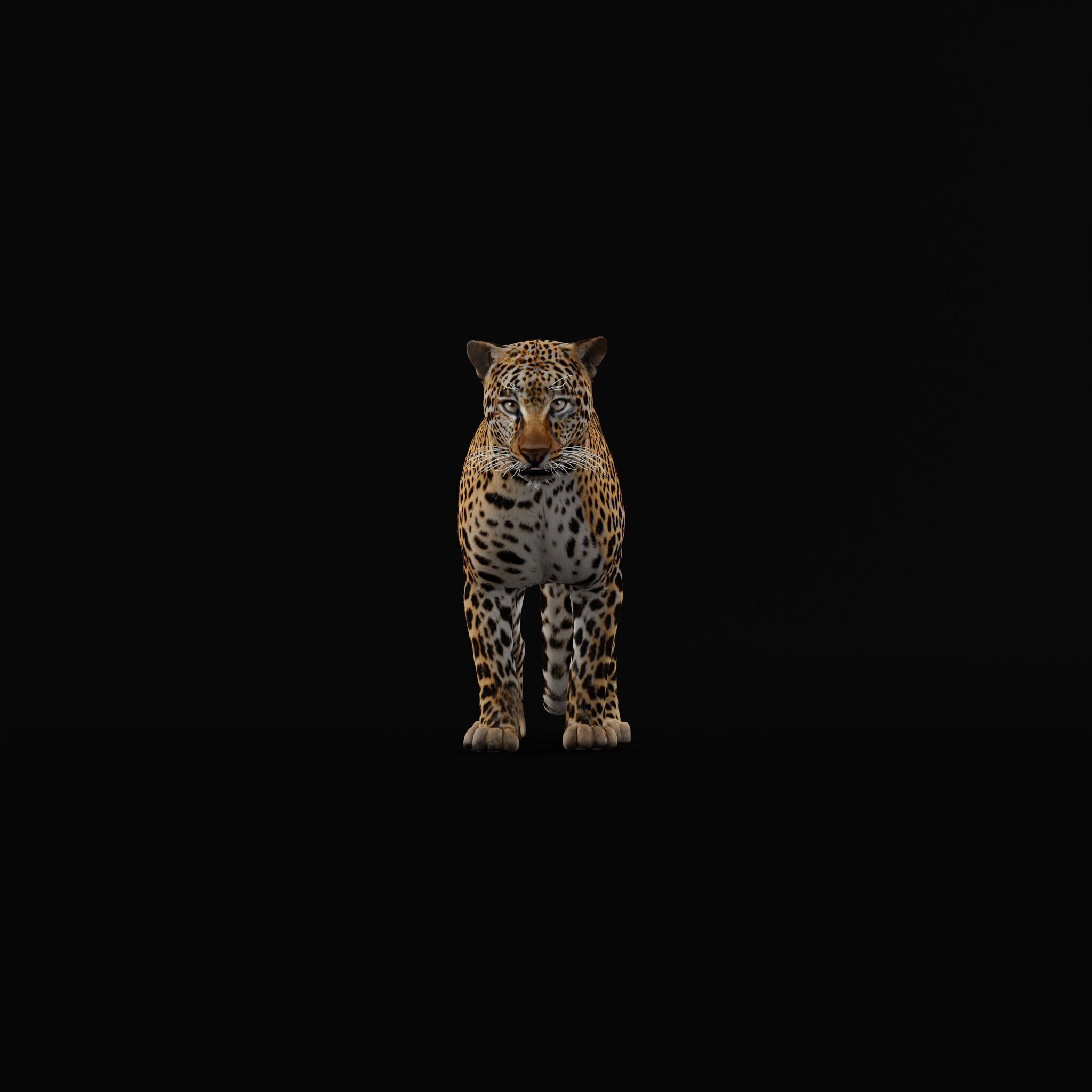 African  Leopard Low-poly 3D model_39