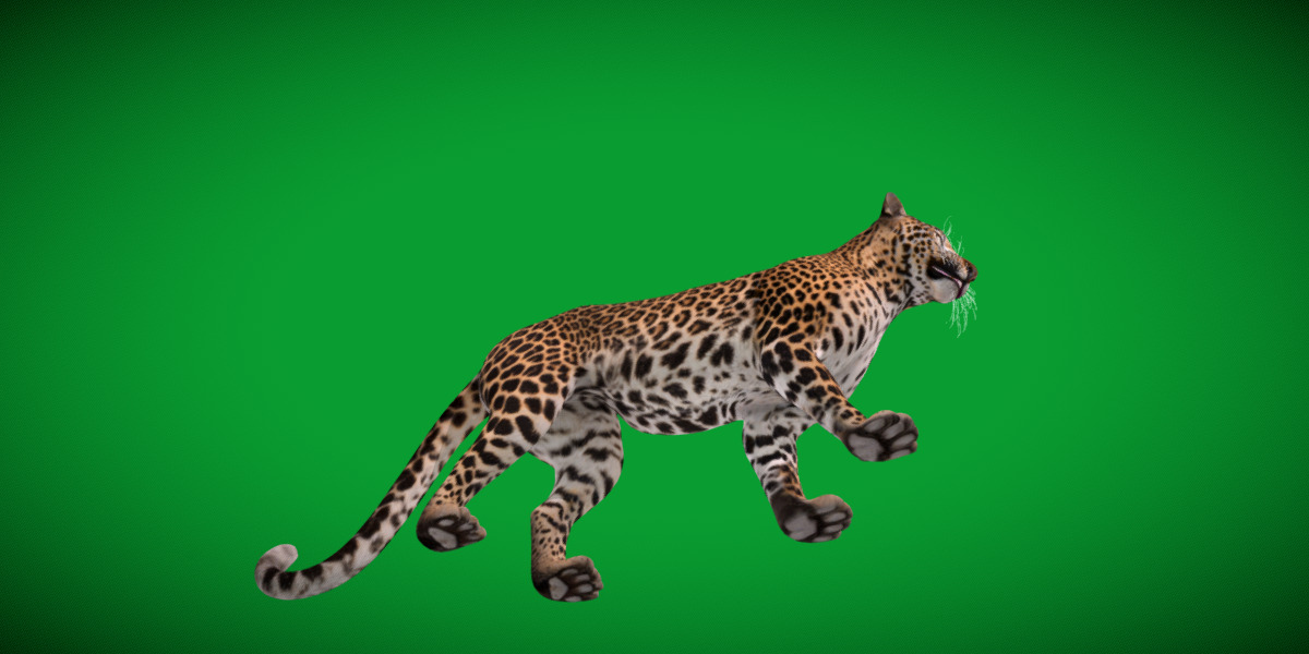 African  Leopard Low-poly 3D model_7