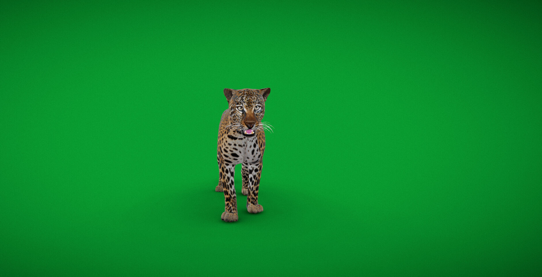 African  Leopard Low-poly 3D model_48