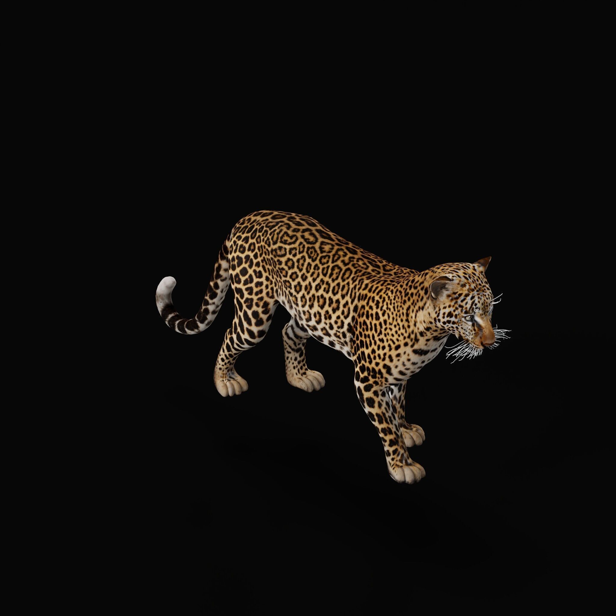African  Leopard Low-poly 3D model_42