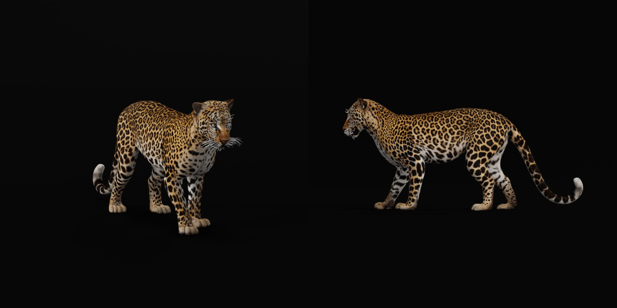 African  Leopard Low-poly 3D model_20