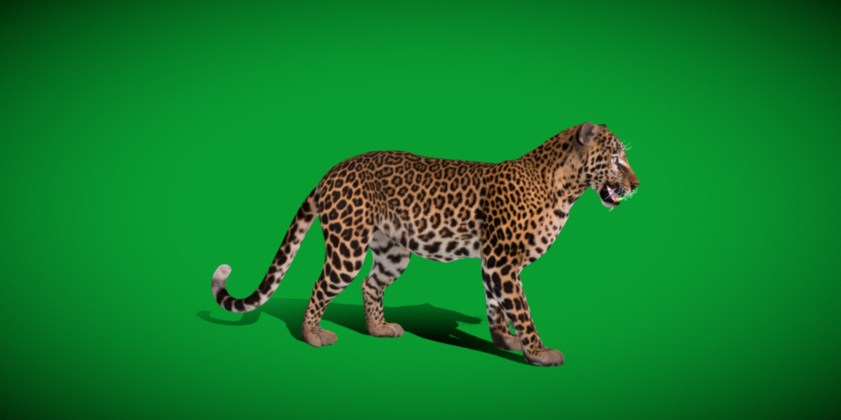 African  Leopard Low-poly 3D model_13