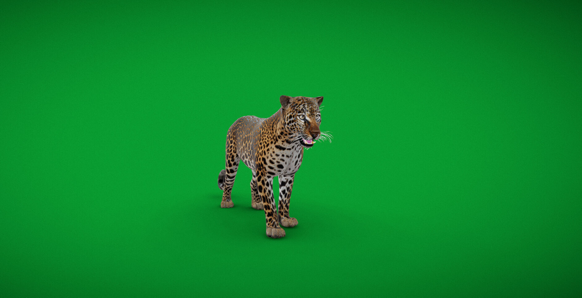 African  Leopard Low-poly 3D model_51