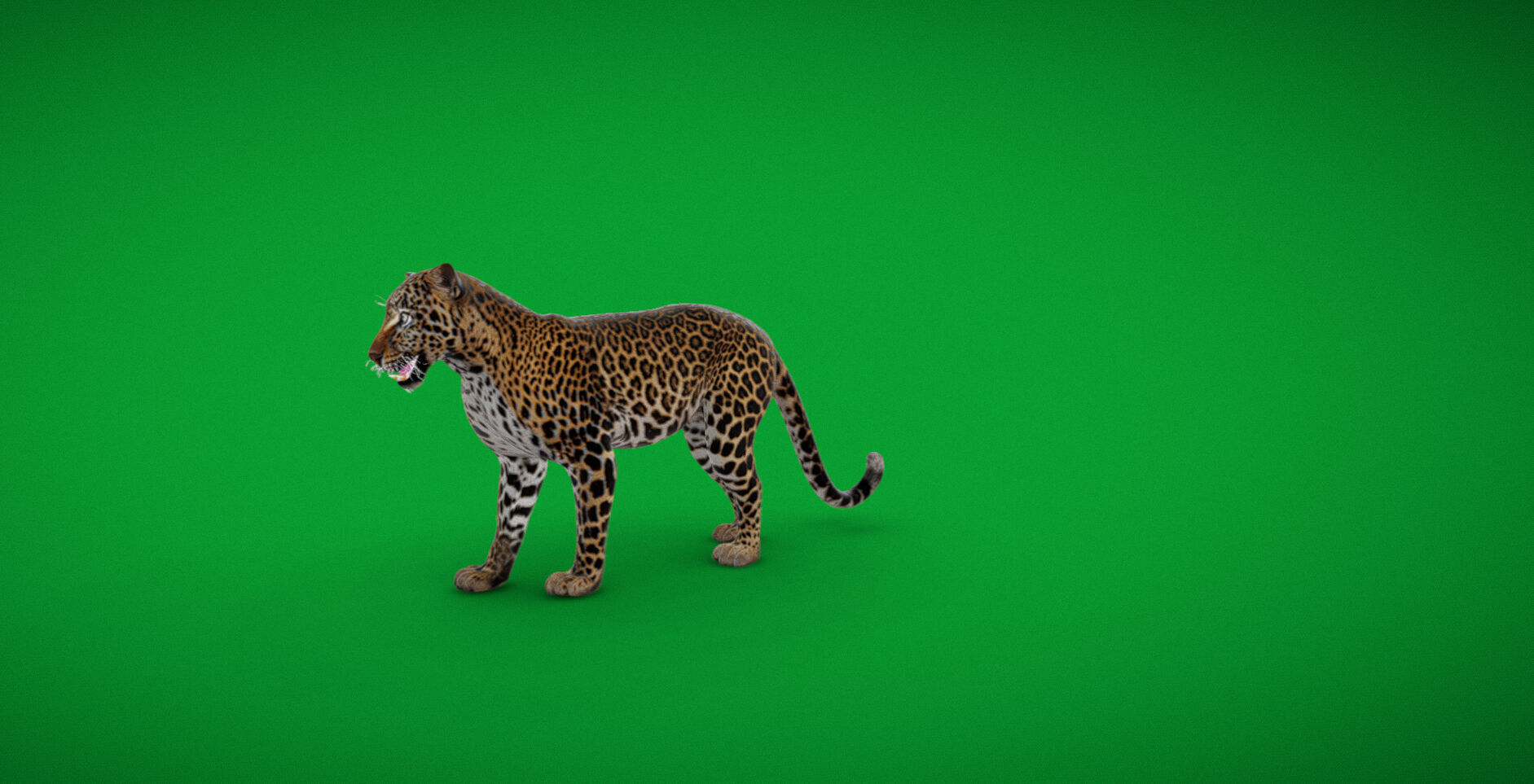 African  Leopard Low-poly 3D model_52