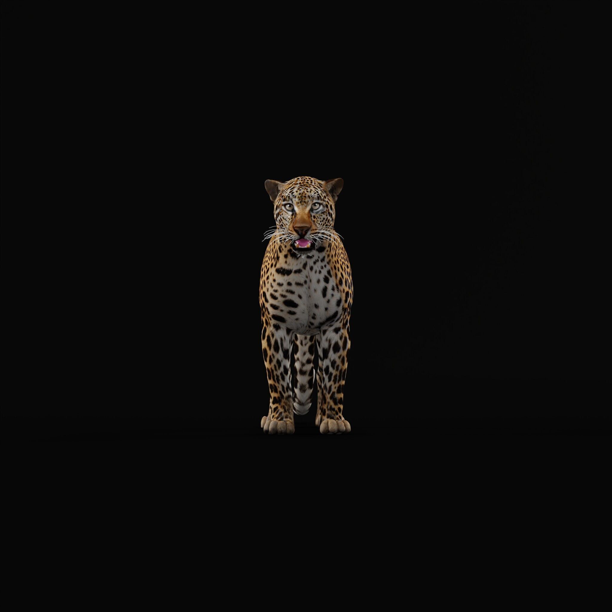 African  Leopard Low-poly 3D model_40