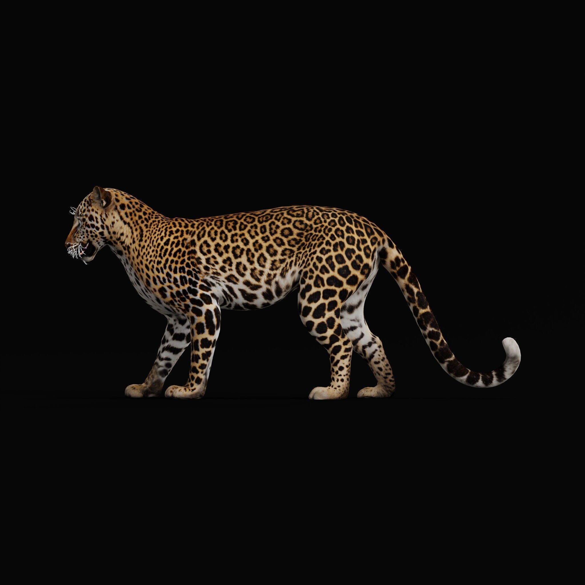 African  Leopard Low-poly 3D model_43
