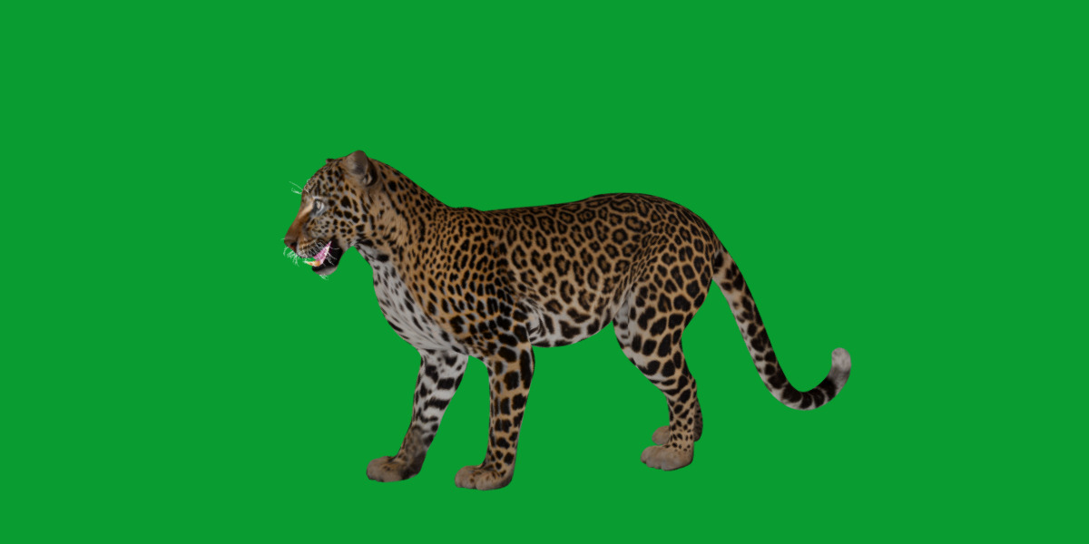African  Leopard Low-poly 3D model_9