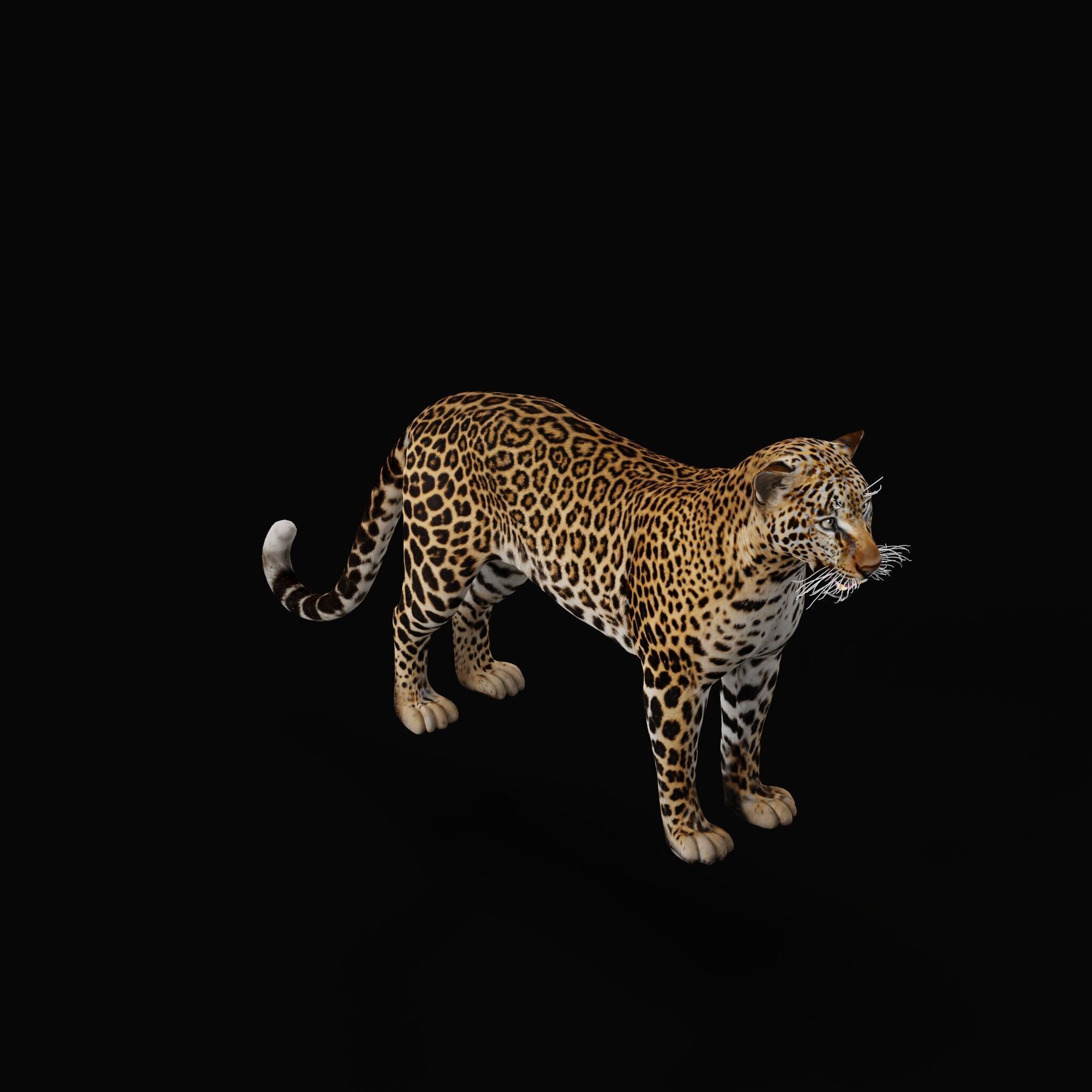 African  Leopard Low-poly 3D model_49