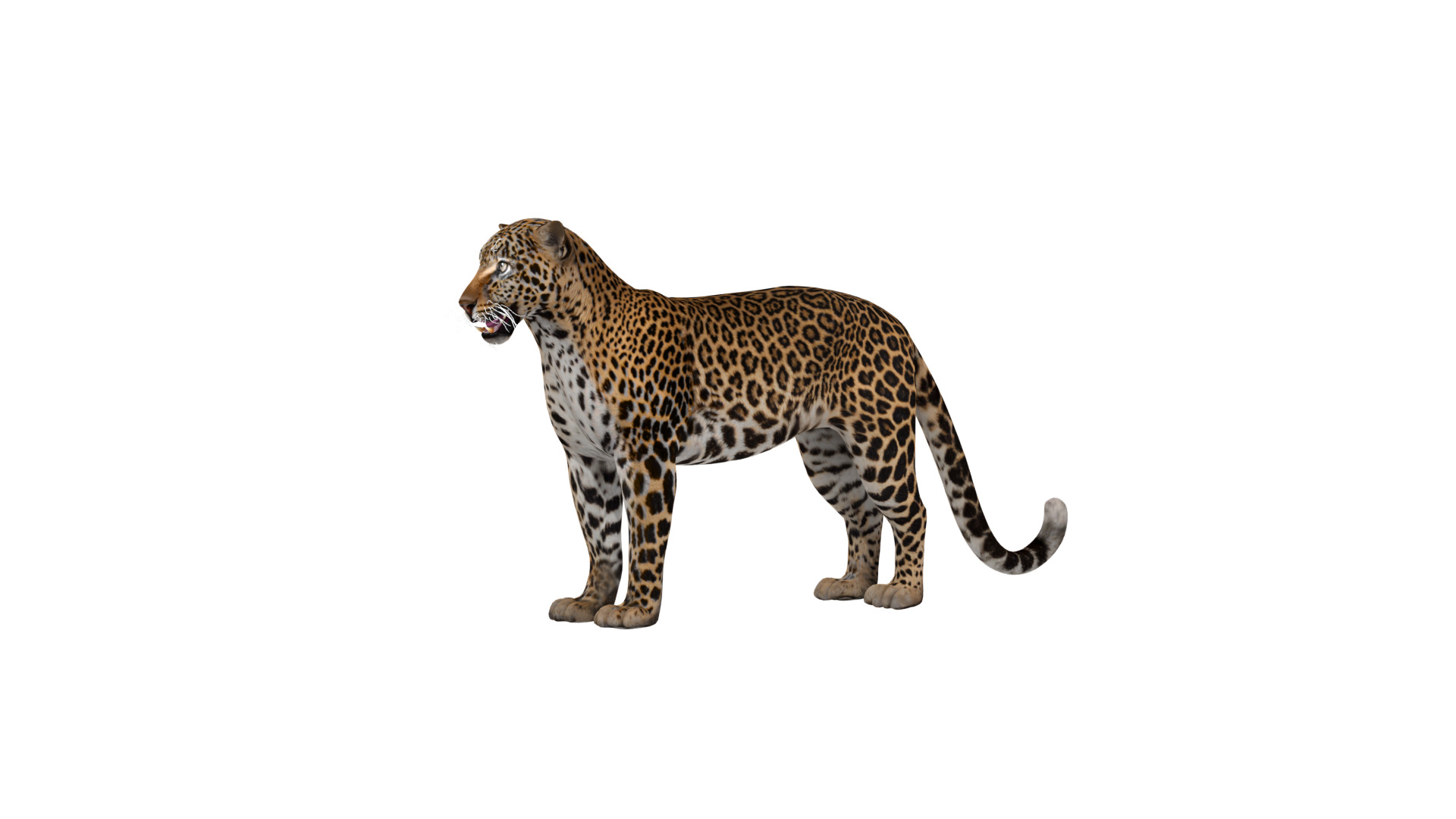 African  Leopard Low-poly 3D model_55