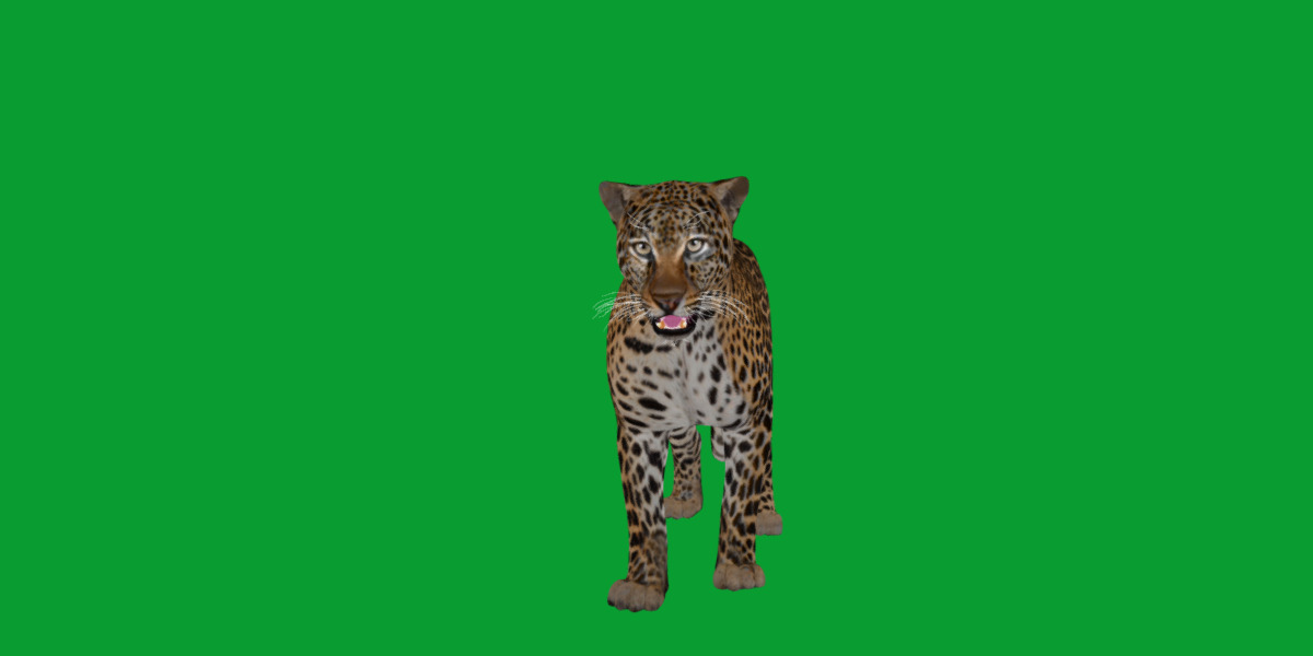African  Leopard Low-poly 3D model_36