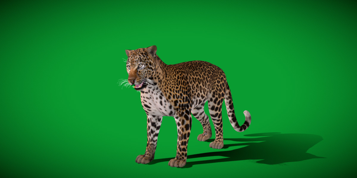 African  Leopard Low-poly 3D model_21
