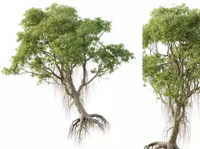 AV Plants Mangrove Gray Avicennia Marina04 3D model