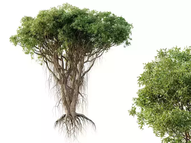 AV Plants Mangrove Gray Avicennia Marina05 3D model