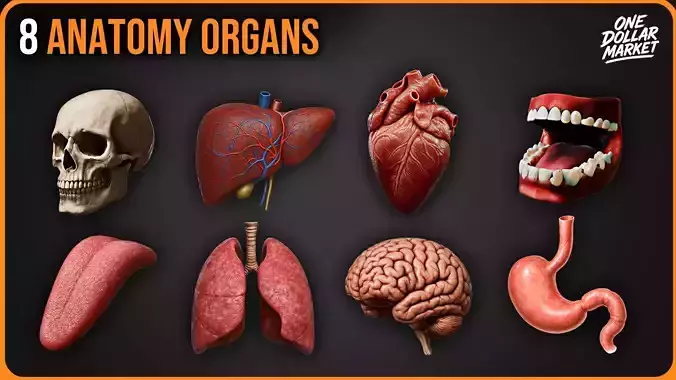 8 Anatomy Organs Pack 3D model