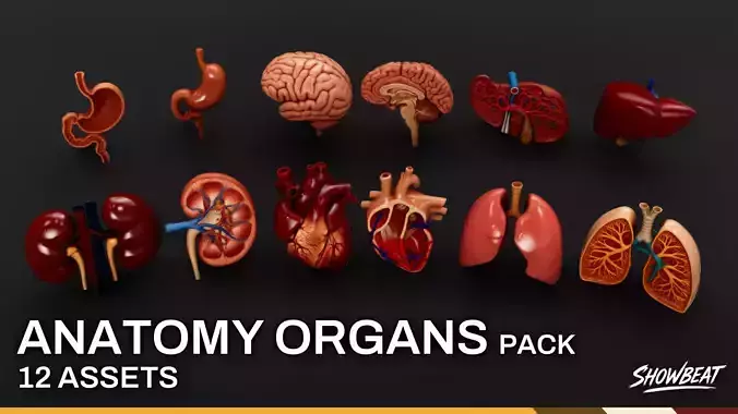 Human Anatomy Organs Pack Low-poly 3D model