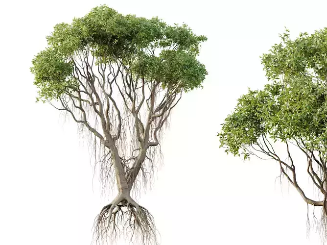 AV Plants Mangrove Gray Avicennia Marina06 3D model