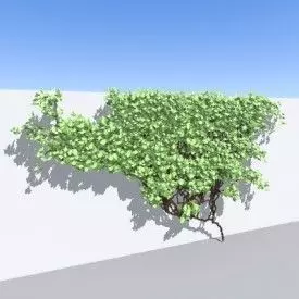 Ivy plant Free 3D model_0