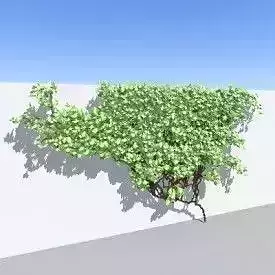 Ivy plant Free 3D model