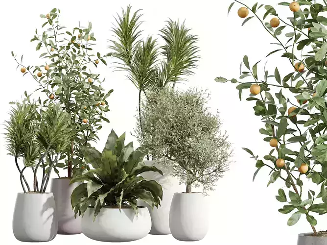 AV Indoor Plants Set 240 Orange Spineless Palm Olive