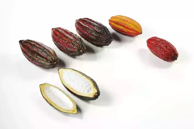 polypasta - cocoa fruits collection