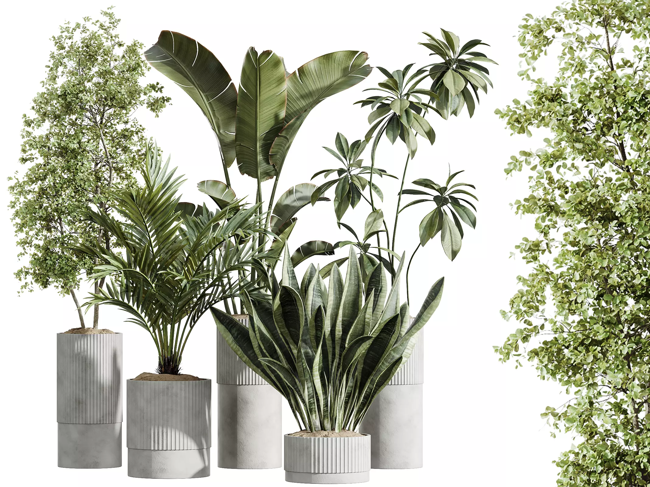 AV Indoor Plants Set 241 Olive Palm Sansevieria Ficus Fig 3D model |  CGTrader
