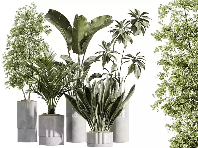 AV Indoor Plants Set 241 Olive Palm Sansevieria Ficus Fig