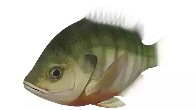 Blue Gill 3D model