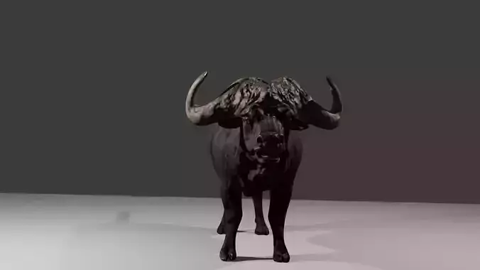 buffalo