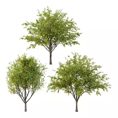 Prunus pseudocerasus Diospyros Kaki Fruit Tree 003 3D model