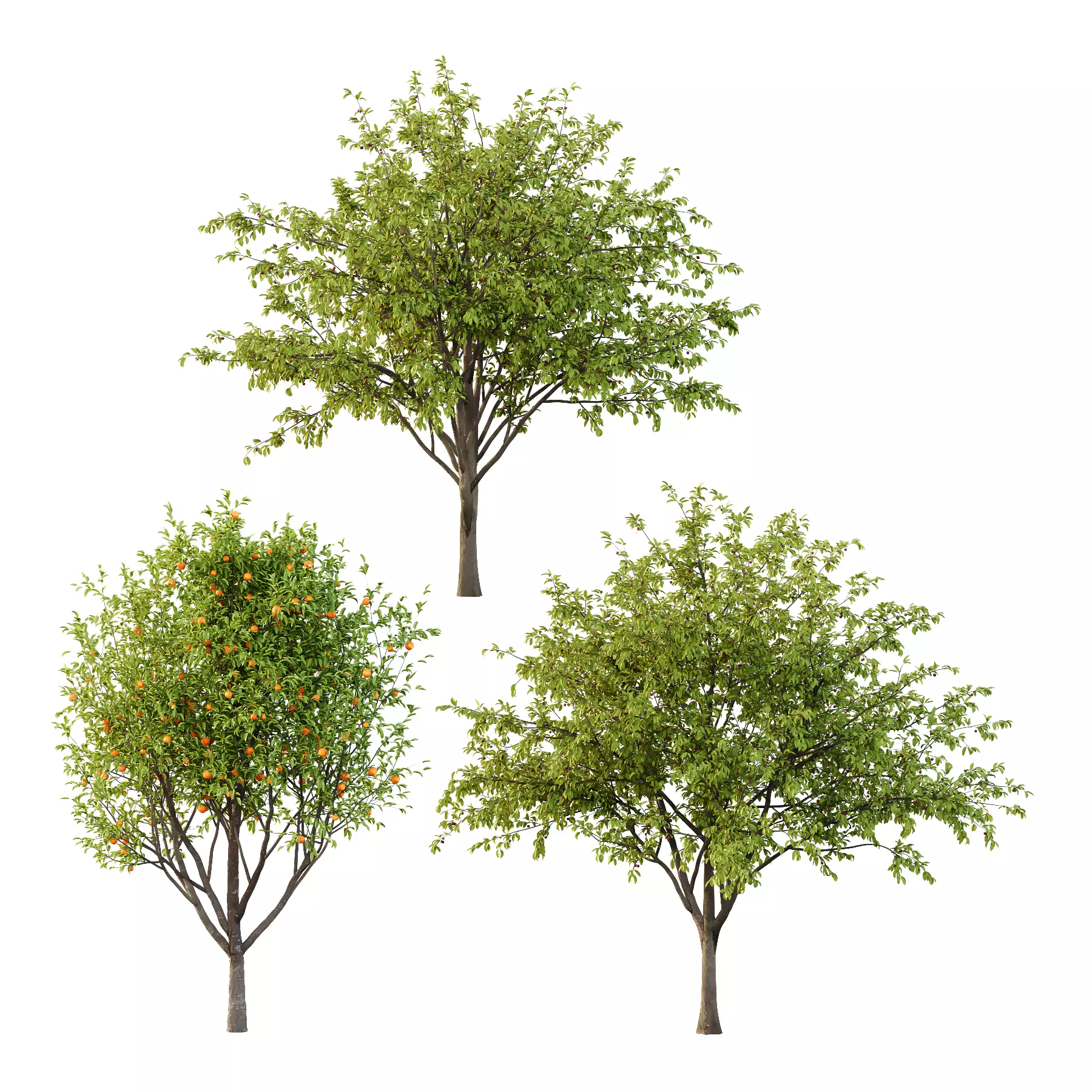 Prunus pseudocerasus Diospyros Kaki Fruit Tree 003 3D model_0
