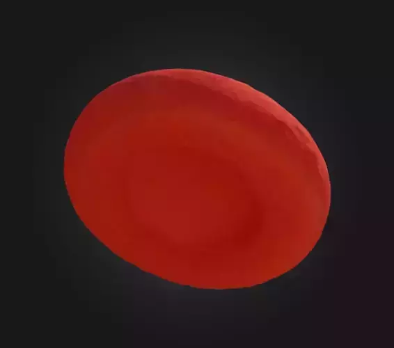 Red blood cell for educational purpose