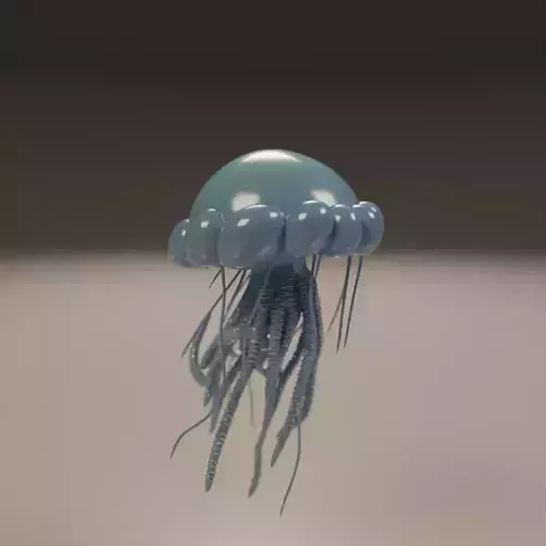 jellyfish 